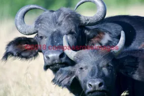Buffalo, African 1