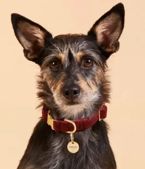 Burgandy Velvet Dog Collar